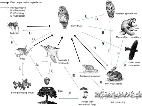 Barn Owls Food Web