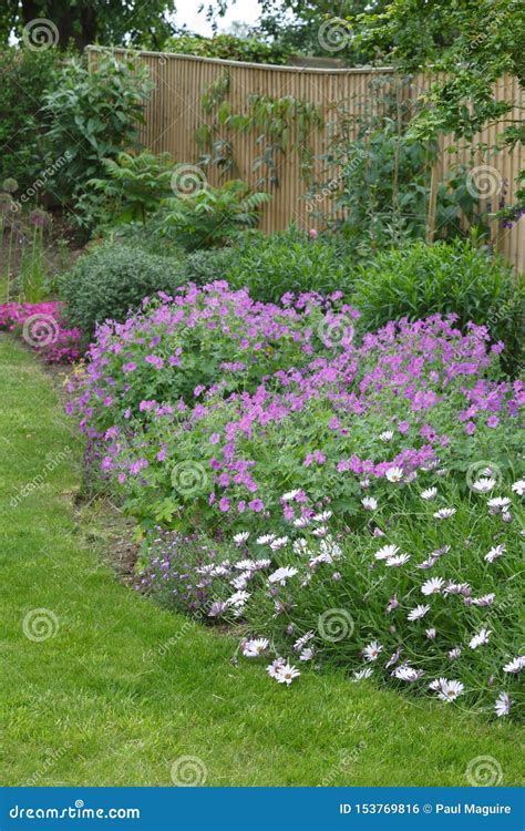 English Garden Flower Border Stock Photo Image Of Backyard Bloom