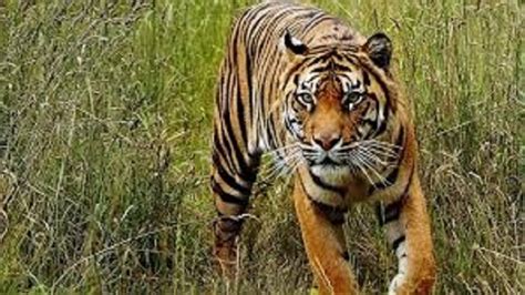 Satu Pekerja Akasia Diterkam Harimau Tangan Kiri Hilang