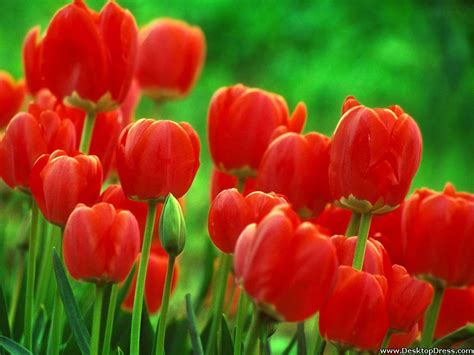 Desktop Wallpapers Flowers Backgrounds Red Tulips