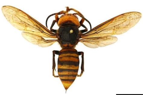Uk Entomologist Offers Information About The Murder Hornet The