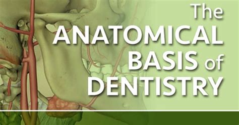 The Anatomical Basis Of Dentistry 4th Edition Ajlobbycom