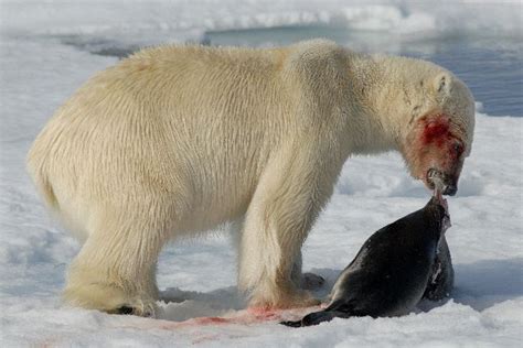 Polar Bear Feeding