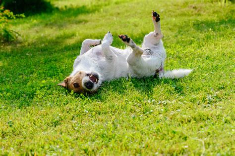 6 Fascinating Reasons Why Dogs Roll In Grass Dogvills