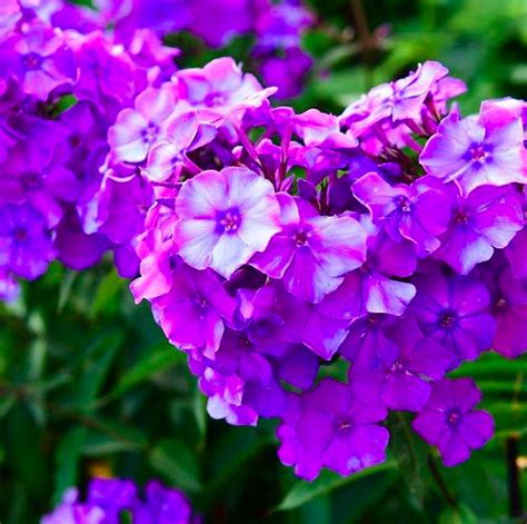 All prices valid before 1 november 2021. Phlox paniculata 'Blue Paradise' is an erect, herbaceous ...