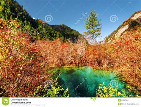Amazing Pond With Emerald Water Among Colorful Fall Forest Stock Image