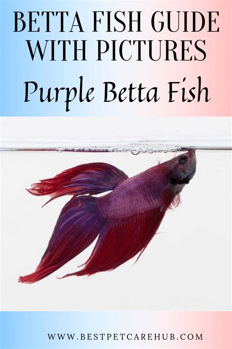Betta Fish Complete Siamese Fighting Fish List With Pictures 2019 Guide