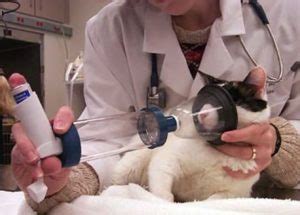 Symptoms, predispositions and risk groups, treatment. Understanding Feline Asthma