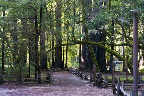The Redwood Nature Trail