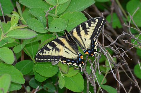 Canadian Tiger Swallowtail Papilio Canadensis Papilionida Flickr