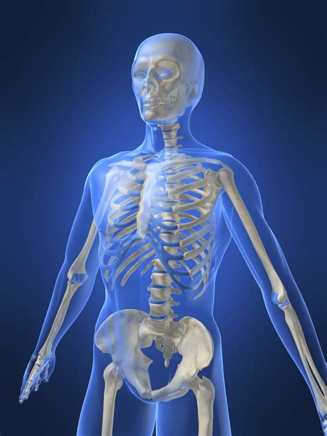 There are a total of 206 bones in the human body, however when a child is born they have more some bones fuse together making one bone ever stronger. Bones and muscles homework help | Skeleton and muscular system for children | TheSchoolRun