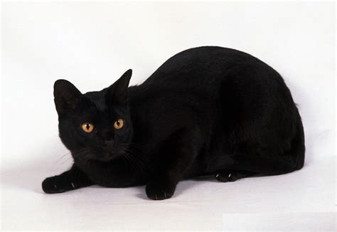 Check out our japanese black cat selection for the very best in unique or custom, handmade pieces from our shops. Asian | PetMapz