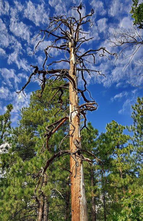20 00014a Ponderosa Majestic Ponderosa Pine Tree Dying Ha Flickr