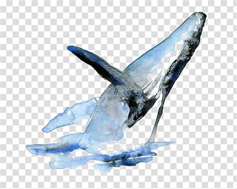 Begin by drawing a large oval. Whale swimming illustration, Sperm whale Watercolor ...