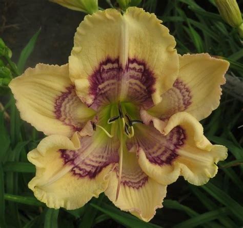 Join the fun and get registered! the Lily Auction - The Fun Daylily Marketplace | Day ...
