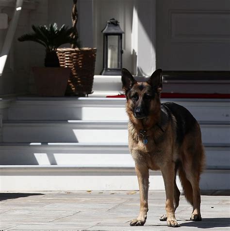 Fractures are a concern generally as people age, but biden's biden and his wife, jill, adopted major in 2018, having acquired their first dog, champ, after the 2008 election. Joe Biden's Dogs, Major and Champ, Are Heading to the White House