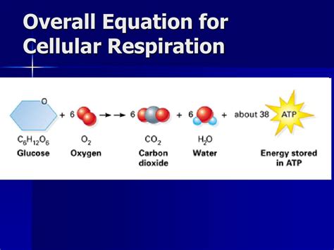 Cellular Respiration Equation And Label Vrogue Co