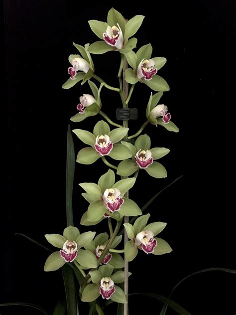 Cymbidium Green Southern Suburbs Orchid Society Inc