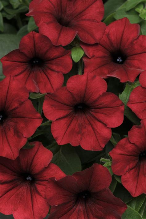 Petunia Tidal Wave® Red Velour F1 All America Selections