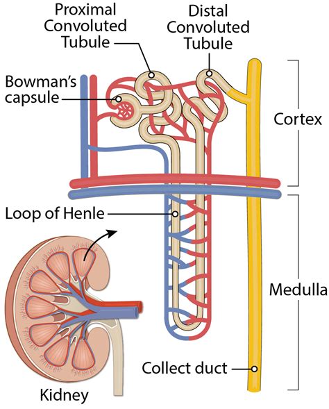 The Anatomy Of The Kidney And Its Major Vessels Label
