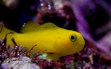 Yellow Clown Goby Exotic Sealife