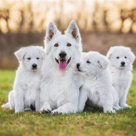 King Shepherd Puppies For Sale