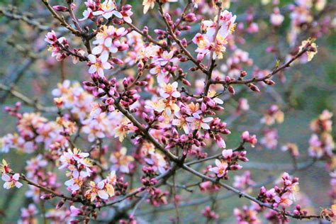 Free Images Spring Nature Tree Flowers Almond Flower Branch