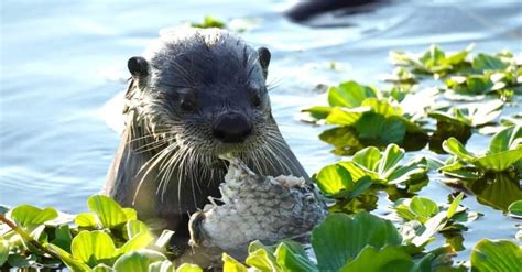 10 Incredible Otter Facts Wikipoint Wiki Point