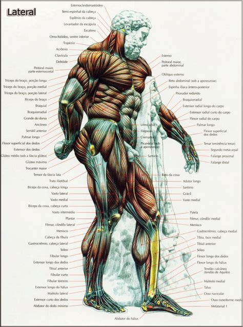 Malhar 100 Academia Anatomia Muscular Do Corpo Humano