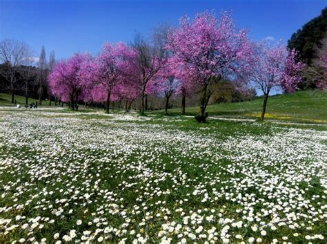 I fiori, alberi, e odori italiani. Piazza Affari getta le basi per una primavera in fiore ...