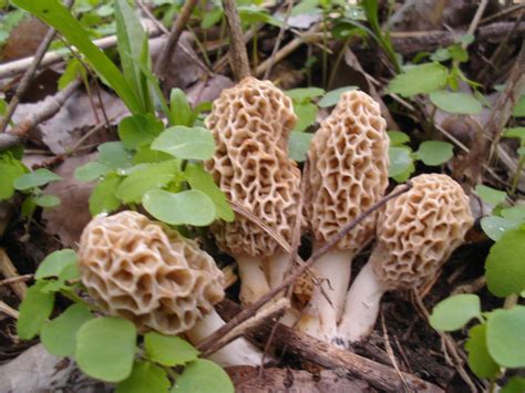 Mid Missouri Morels And Mushrooms Get Them While Theyre Hot And