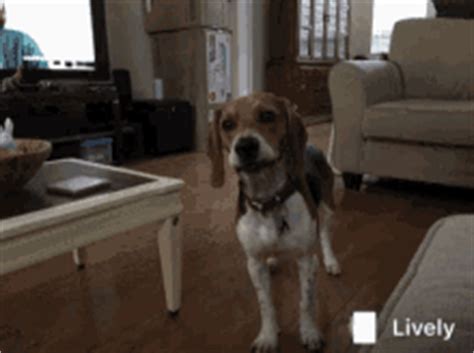 Collection of animated dogs barking (17). Dog Barking GIFs | Tenor