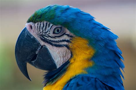 Blue And Yellow Macaw Pet Birds Macaw Cute Baby Animals