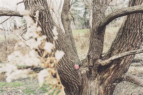 Bark Beautiful Blur Daylight Dried Leaves Dry Environment Fall