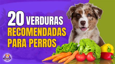 Verduras Recomendadas Para Perros Youtube