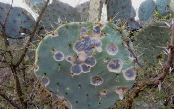 How long does it take for mealybugs to infest a cactus? Pests and Diseases | World of Succulents
