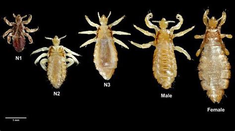 Order Anoplura Lice Physical Features Flattened Dorsoventrally