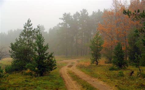 Fondos De Pantalla Bosque Naturaleza Mañana Niebla árbol Otoño