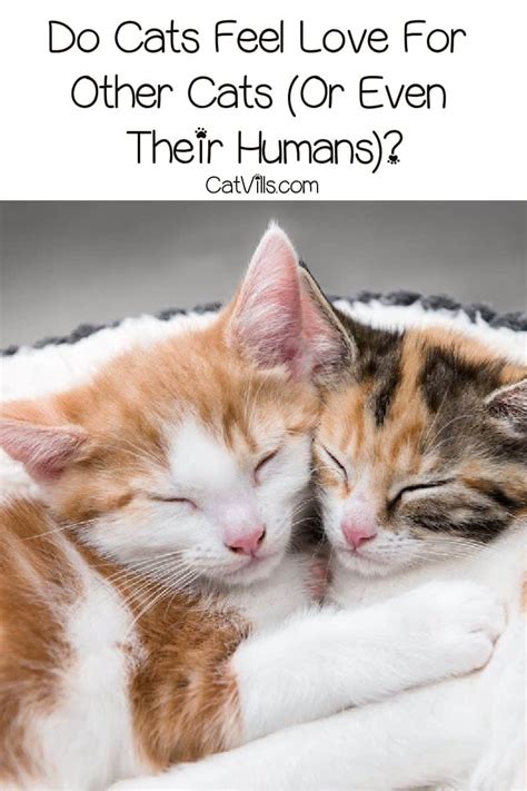 do cats feel love for other cats or even their humans