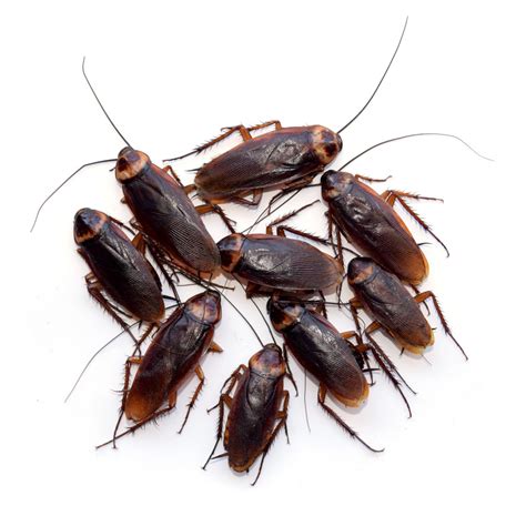 Termite inspector and pest control tech needed. Exterminator | Tampa, FL | Best Termite & Pest Control, Inc.