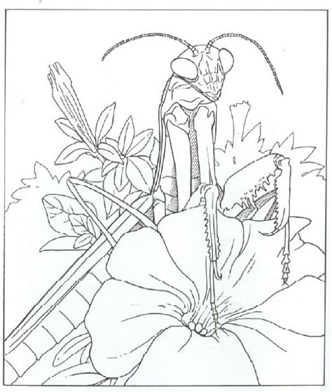 Adult Coloring Pages Praying Mantis Coloring Pages