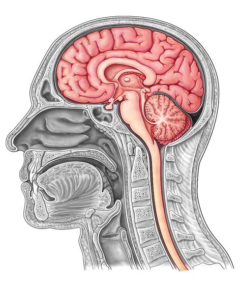 Midsagittal Brain Illustration Photograph By Evan Oto