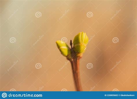 Buds On Trees In Spring Tree Buds In Spring Young Large Buds On