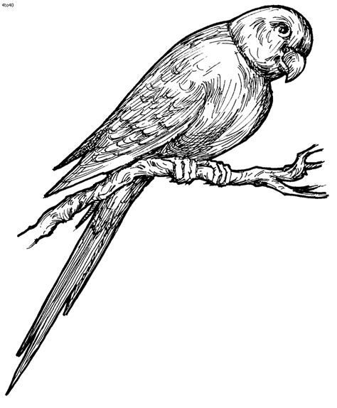 Embed this image on your blog or website (copy and paste). Parrots coloring pages to download and print for free