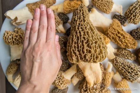 Guide To Hunting Morel Mushrooms Wild Edible Foraging Tips Trick