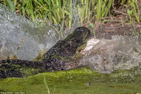 Texas Photographer Captures A Huge Alligator Eating A Smaller One