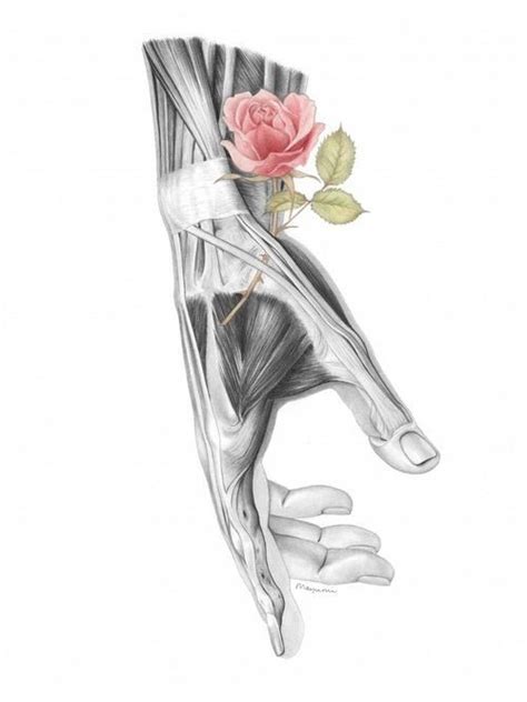 Pin By Recycling On Sublime Anatomy Art Medical Art Drawings