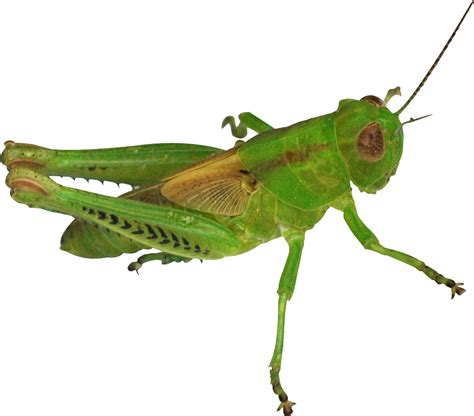 Download Grasshopper Png Image For Free