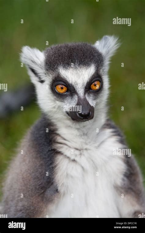 Ring Tail Lemur Lemur Catta Stock Photo Alamy