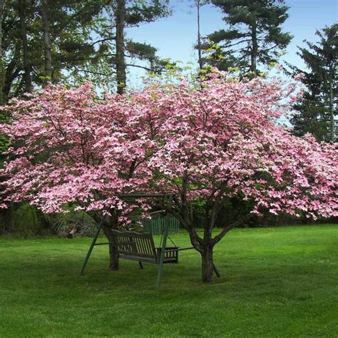 We are constantly working towards a more comprehensive list and will add families and their species as completed. Pink Flowering Dogwood Trees for Sale- FastGrowingTrees.com